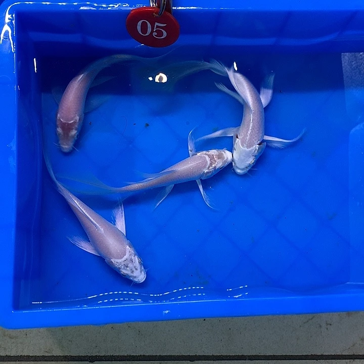 锦鲤王****然精品龙凤锦鲤13红分