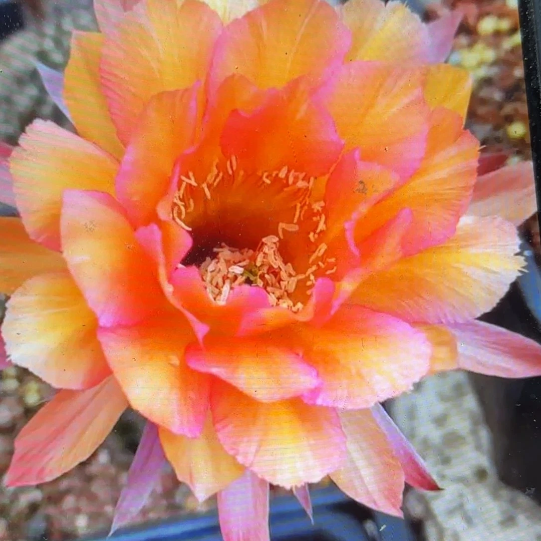 财神彩侧吗20包邮仙人球38