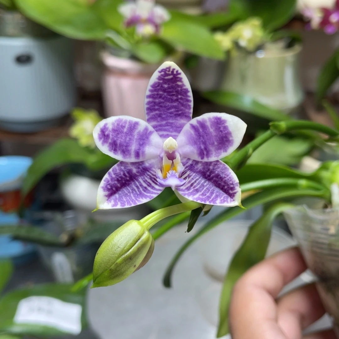 完全开放Yc66开花株