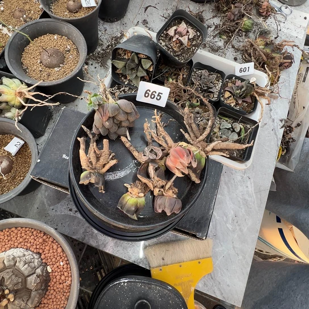 多肉植物专拍植物不退换 一物一拍 665