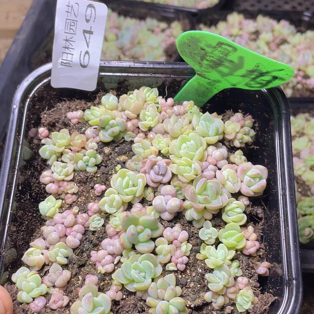 量拍多肉植物多肉植物649