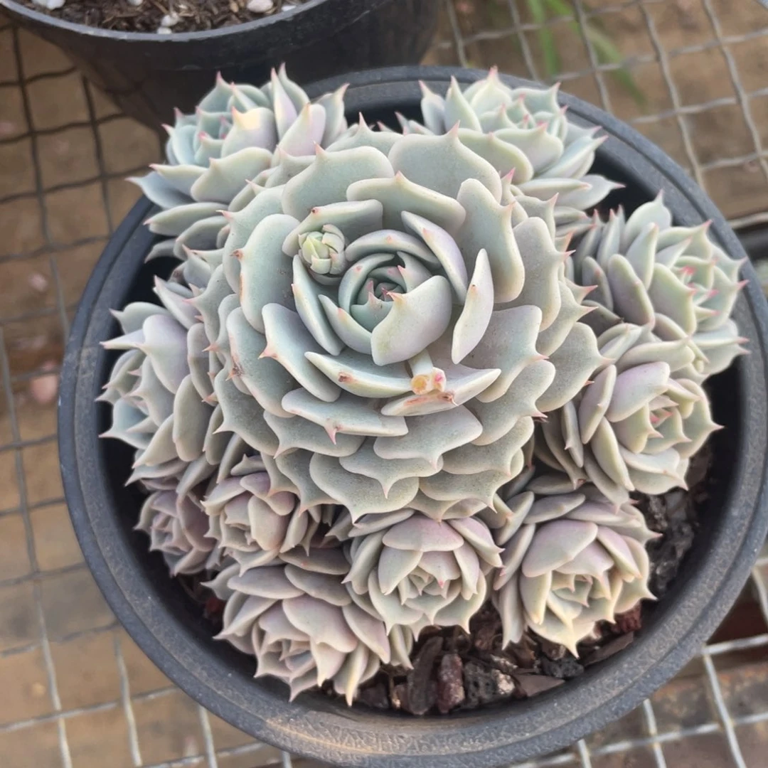 露娜莲冠幅13 公分一物一拍