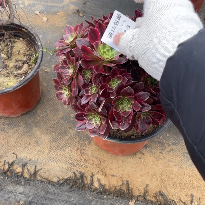 433安娜法师多肉断枝不售后