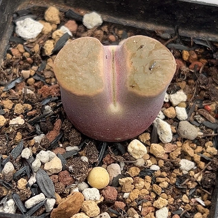 无花朵884号特价磁铁风铃