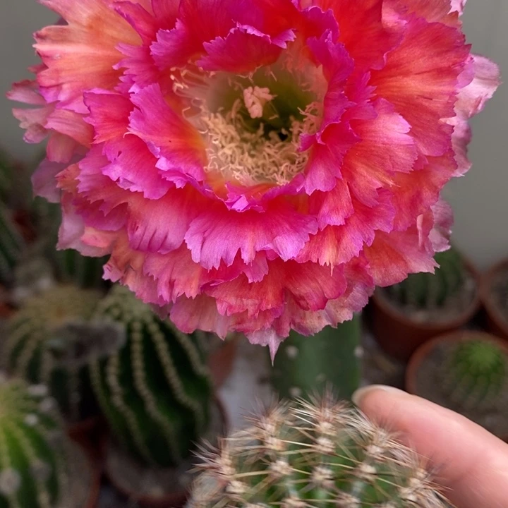 彩草羽毛2号侧芽3公分左右