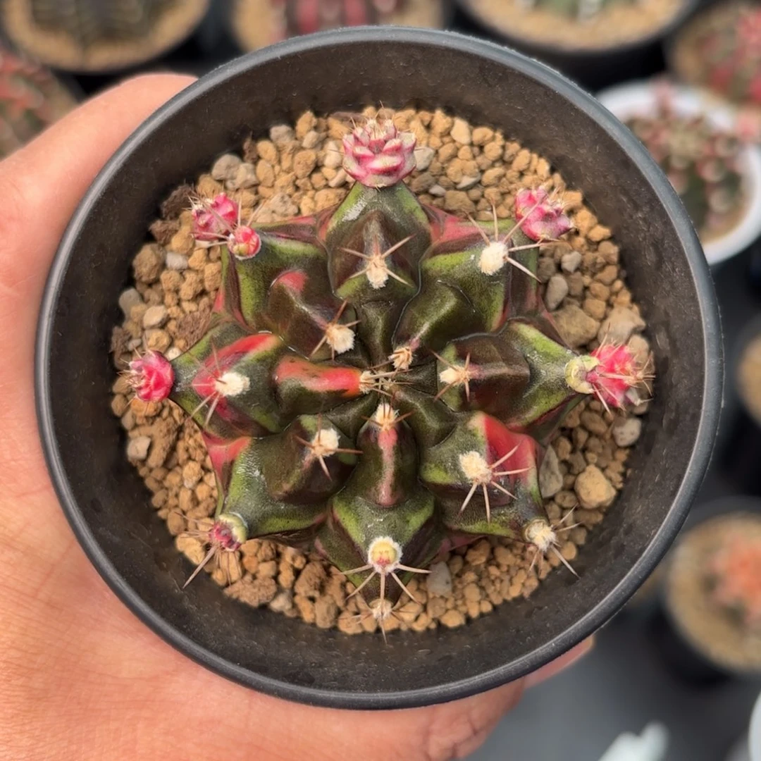 泰系米哈仙人球母本32