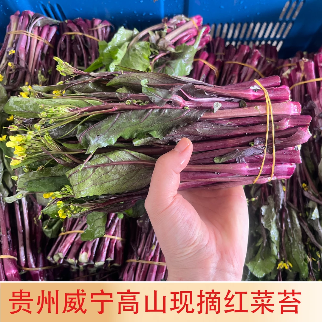 现摘现发贵州威宁高山红菜苔菜心新鲜菜薹脆甜农家紫皮蔬菜包邮