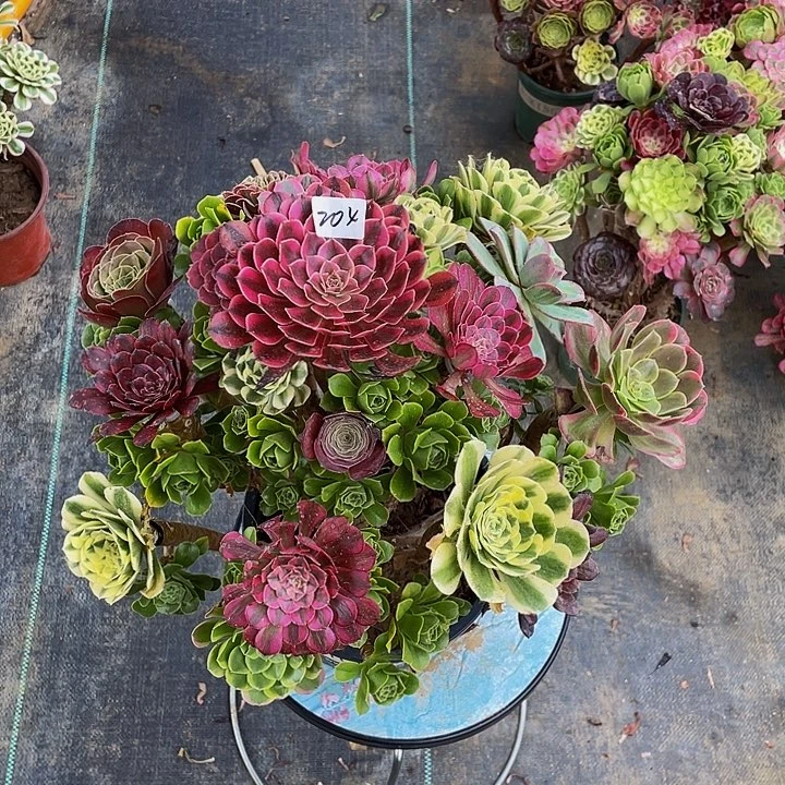 用***1架接0000000000000000204号发货