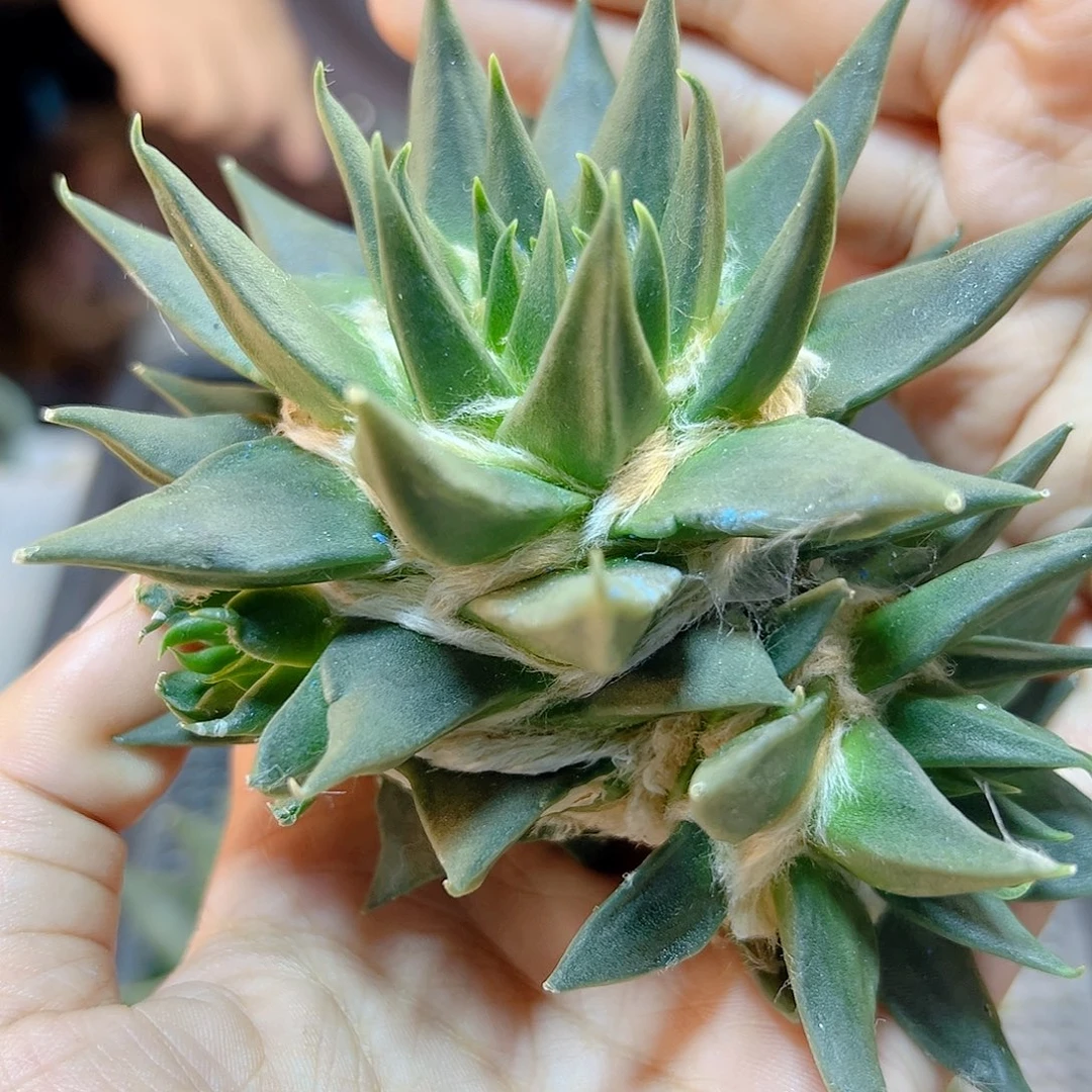 苗接细尤龙牙牡丹无根9.5公分