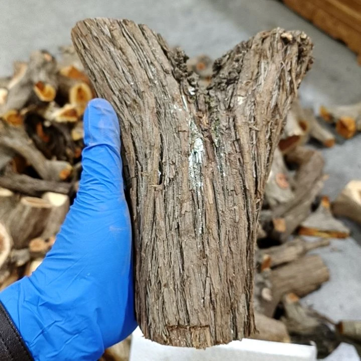 欢***怀香榧木崖柏原叉崖柏原叉崖柏