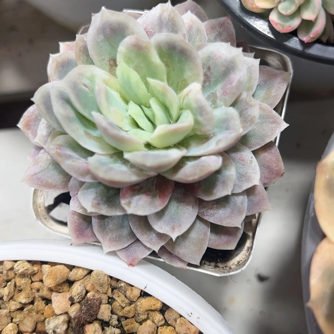 满38包邮哈迪斯多肉