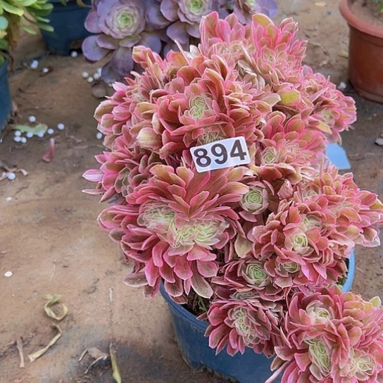 晨***旭多肉植物一个法师