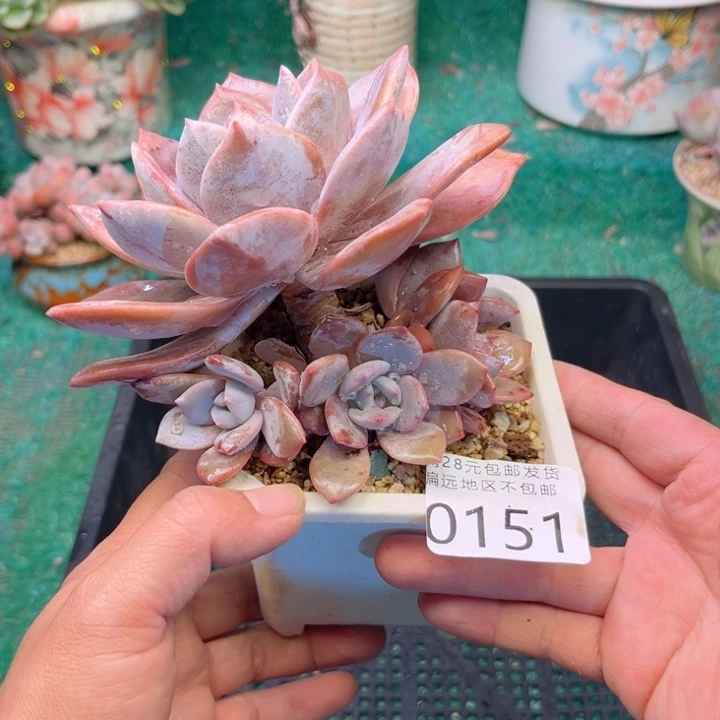 大0151（zvzvxbühbbb