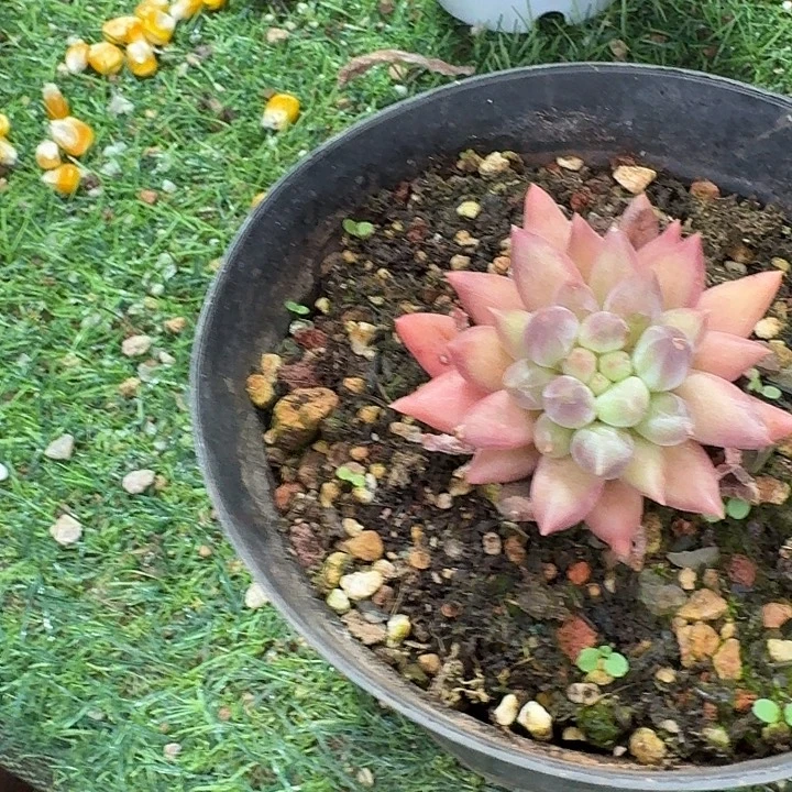 只****奶白多肉植物组合4颗发货