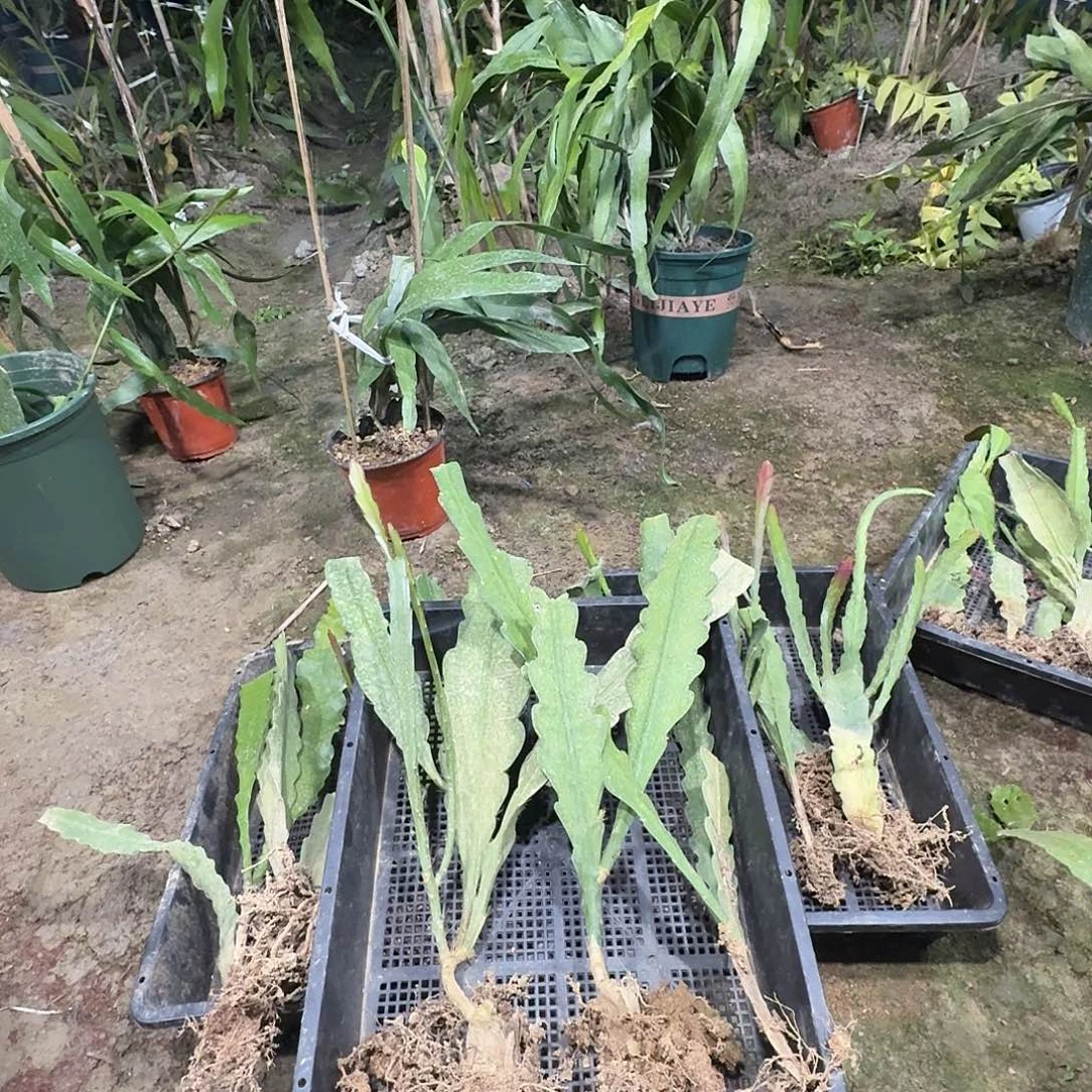 @***板令箭荷花哈哈哈哈哈哈哈哈