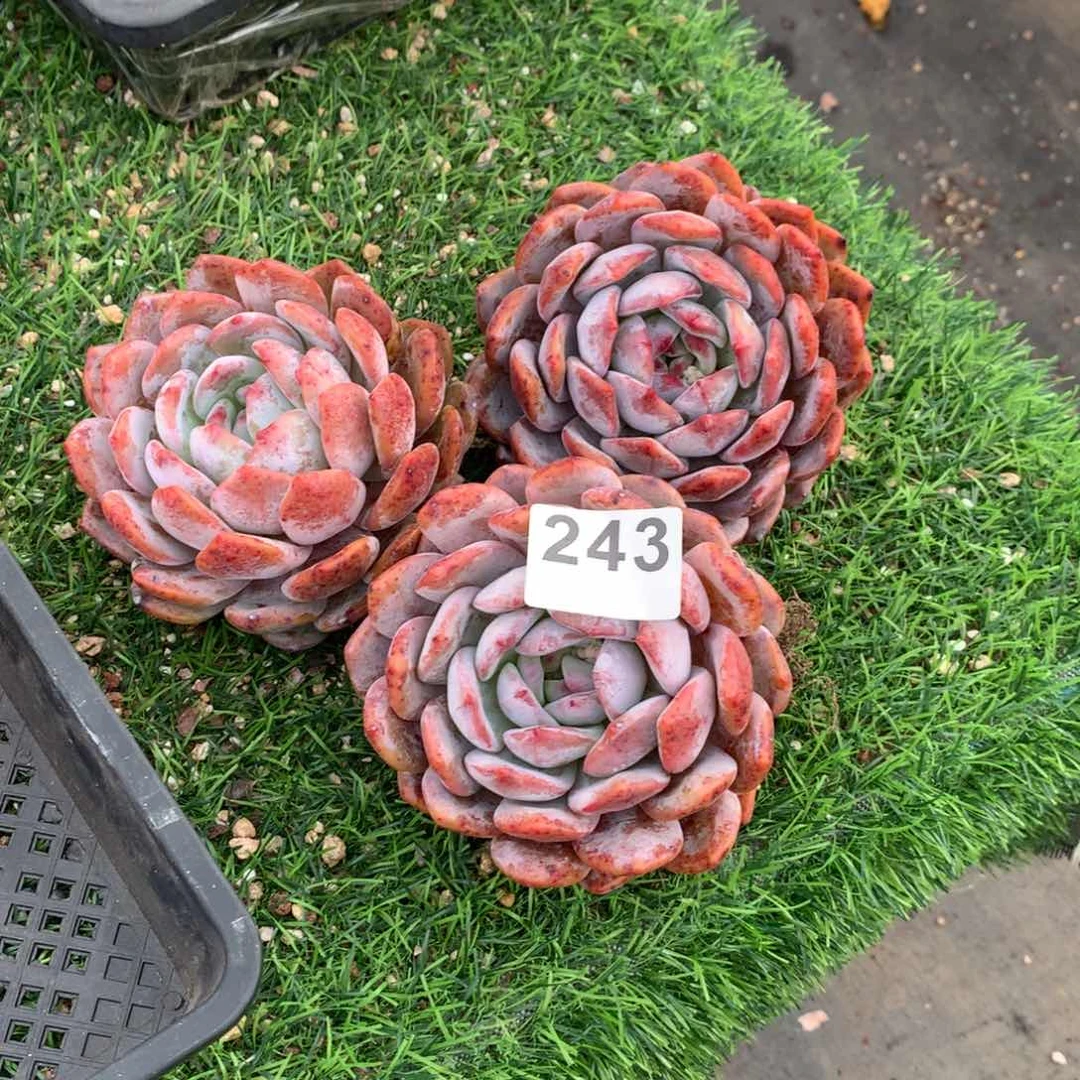 243橙子多肉植物