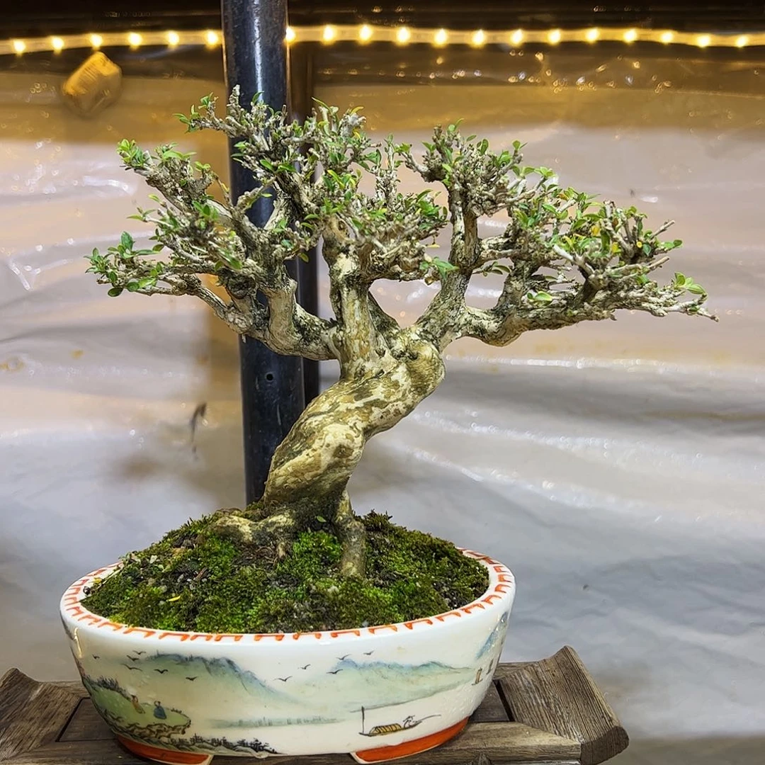 无花朵六月雪精品