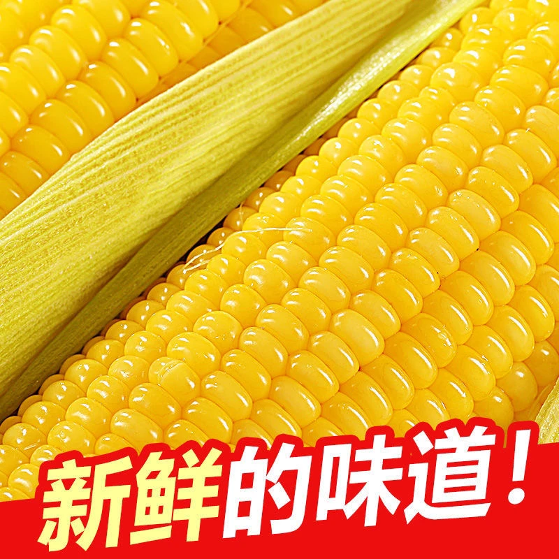 新疆正宗水果玉米现摘现发全国包邮一公斤五根装装