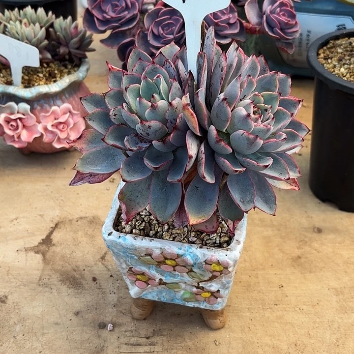 多肉植物，赫拉98号