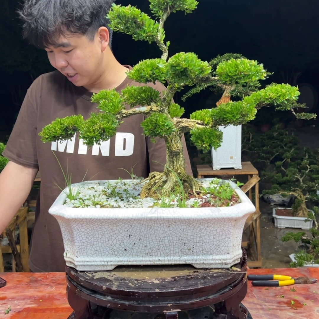 无花朵广东皱皮雀舌黄杨
