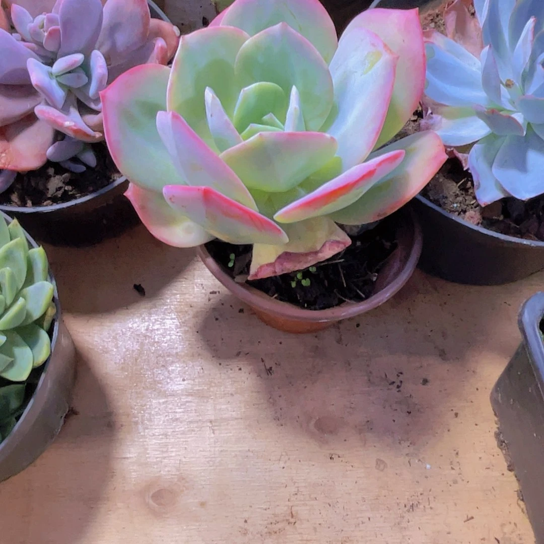 打****0000000000000097