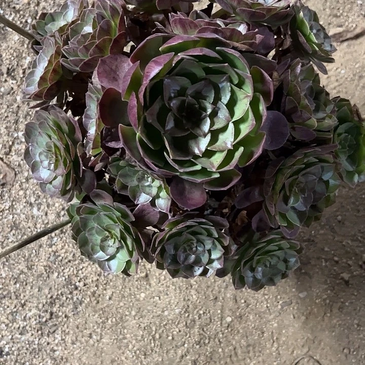 多肉植物黑膜…………