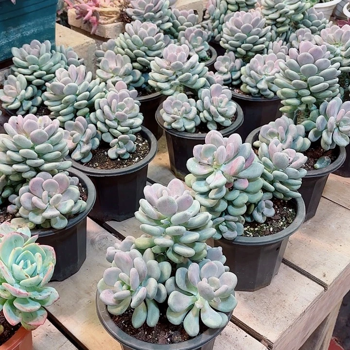 月美人5头起发精品多肉盆栽