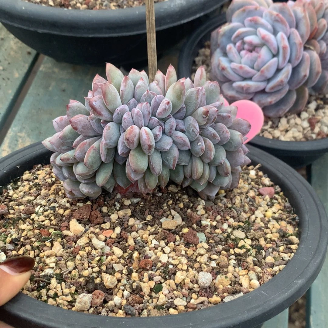 紫皮石榴籽缀化花花