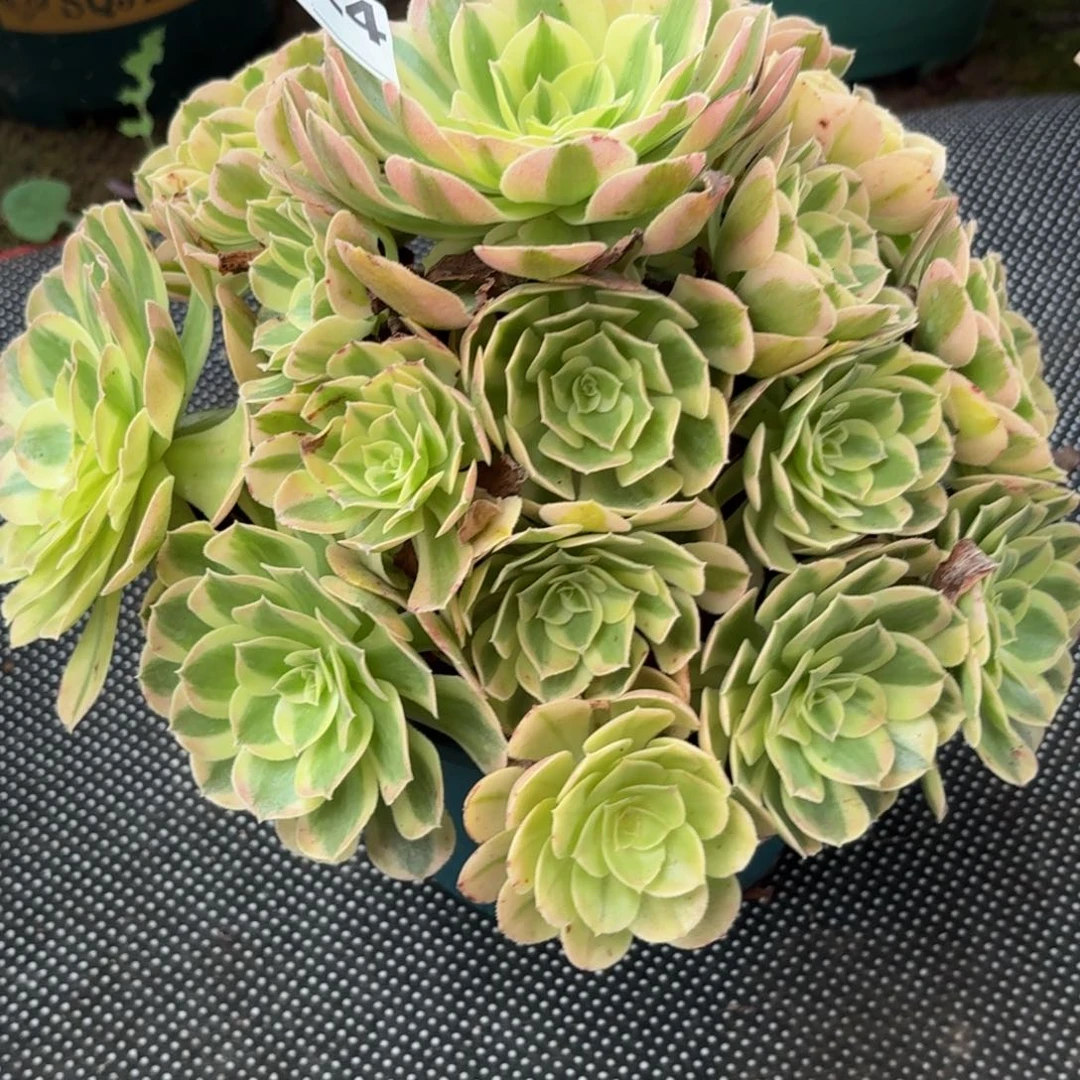 524粉雨芙蓉多肉植物发货