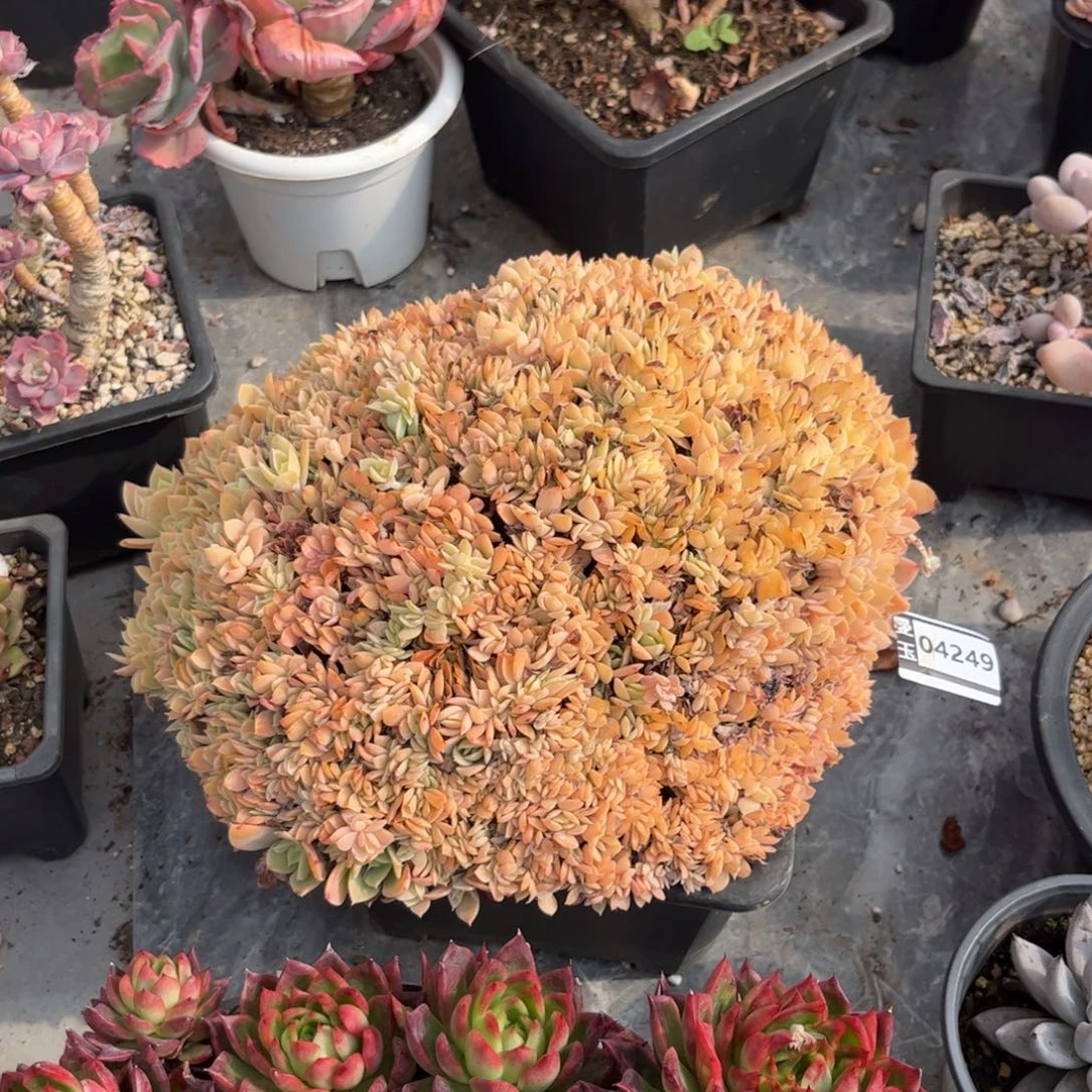 蒋***ღ多明戈缀多肉植物04249