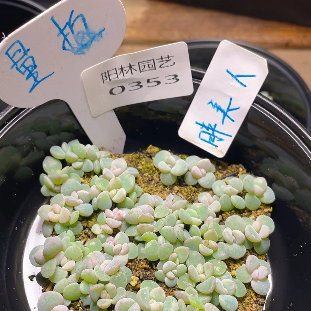 量拍多肉植物多肉植物353