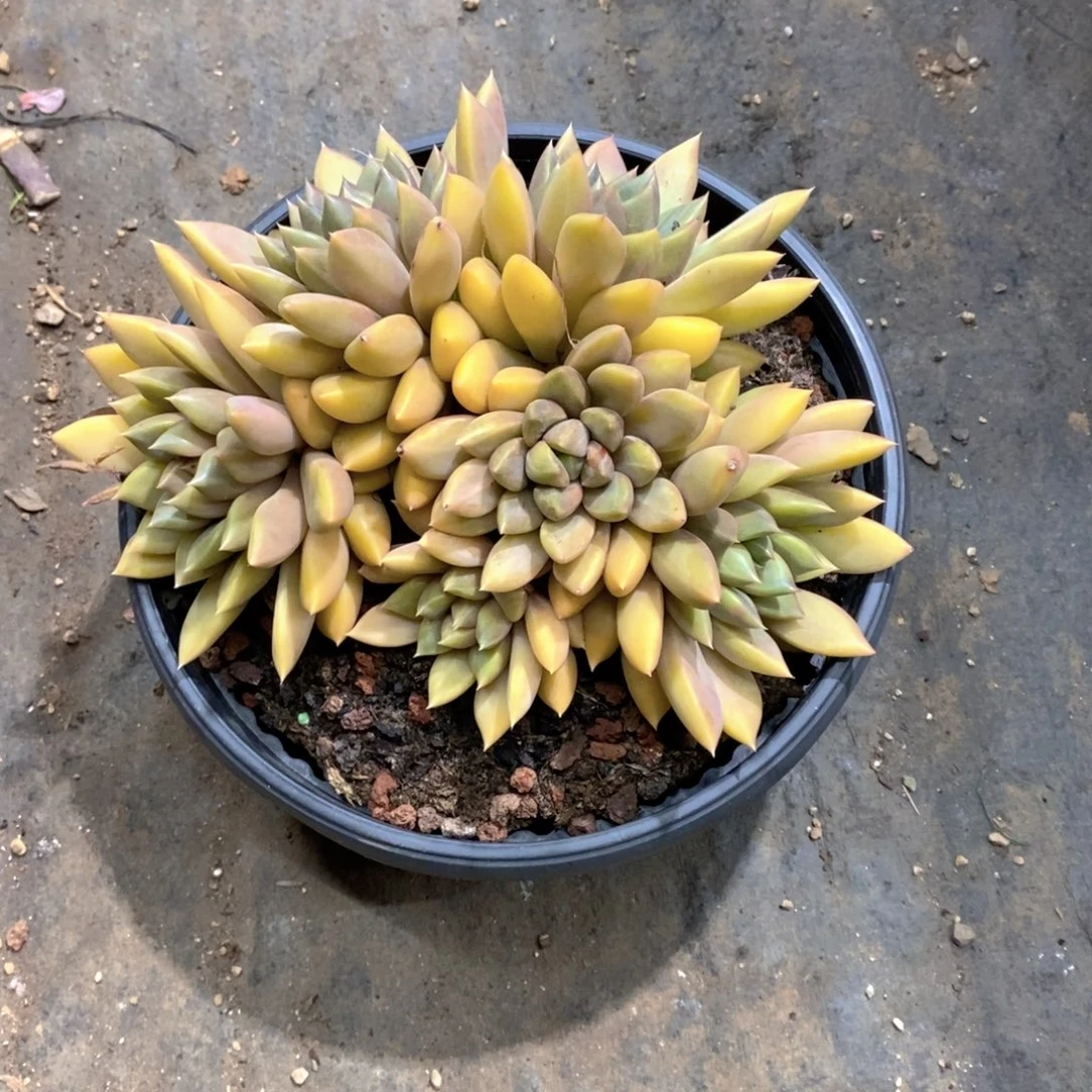 祝***好红象牙多肉植物群