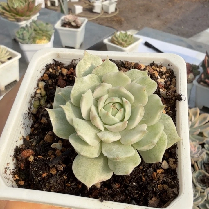 露娜莲锦多肉植物