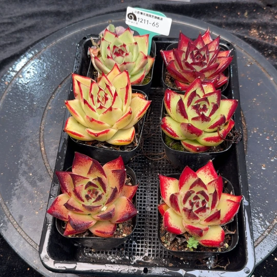 从前慢多肉精选编号1211.65