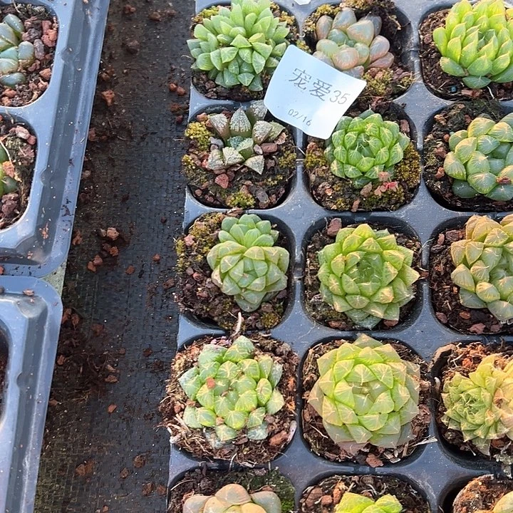 直播福利一物一拍35