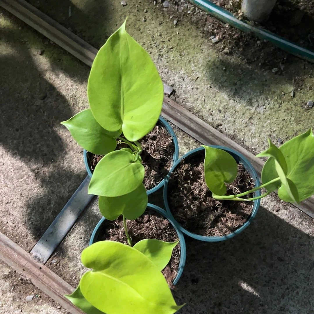 完全开放三黄随机发货不售后