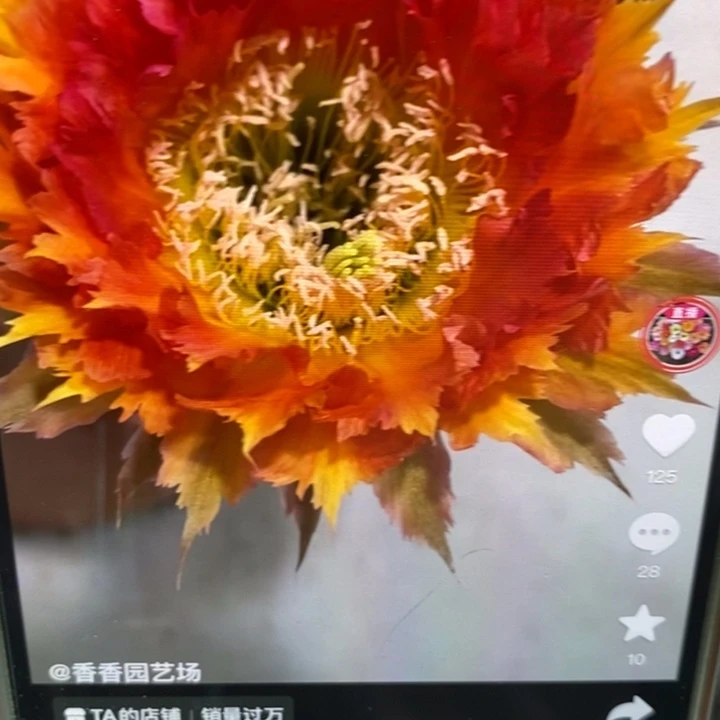 香香橙红羽毛侧芽2.5-3公分左右