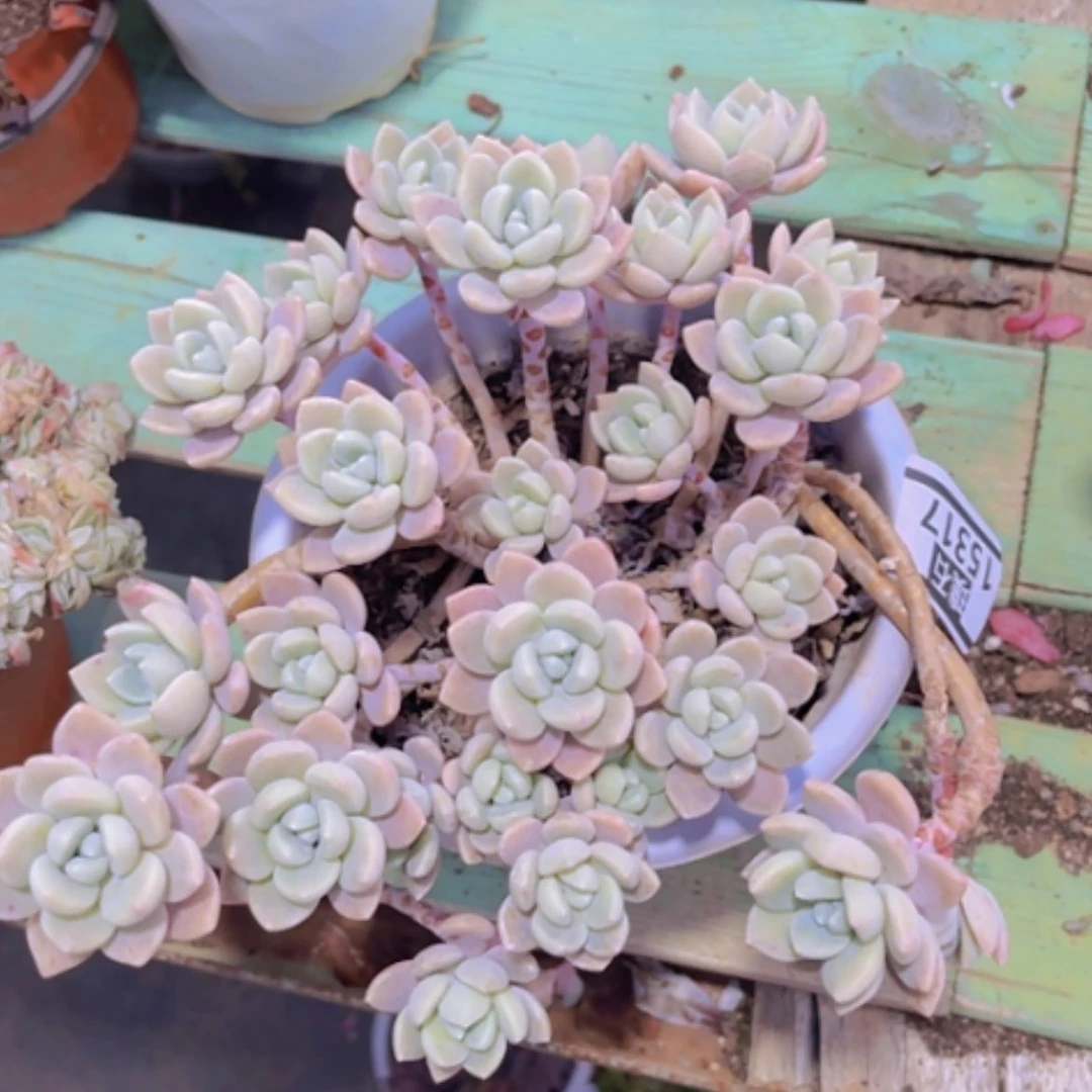 【闪购商品】克洛伊15317