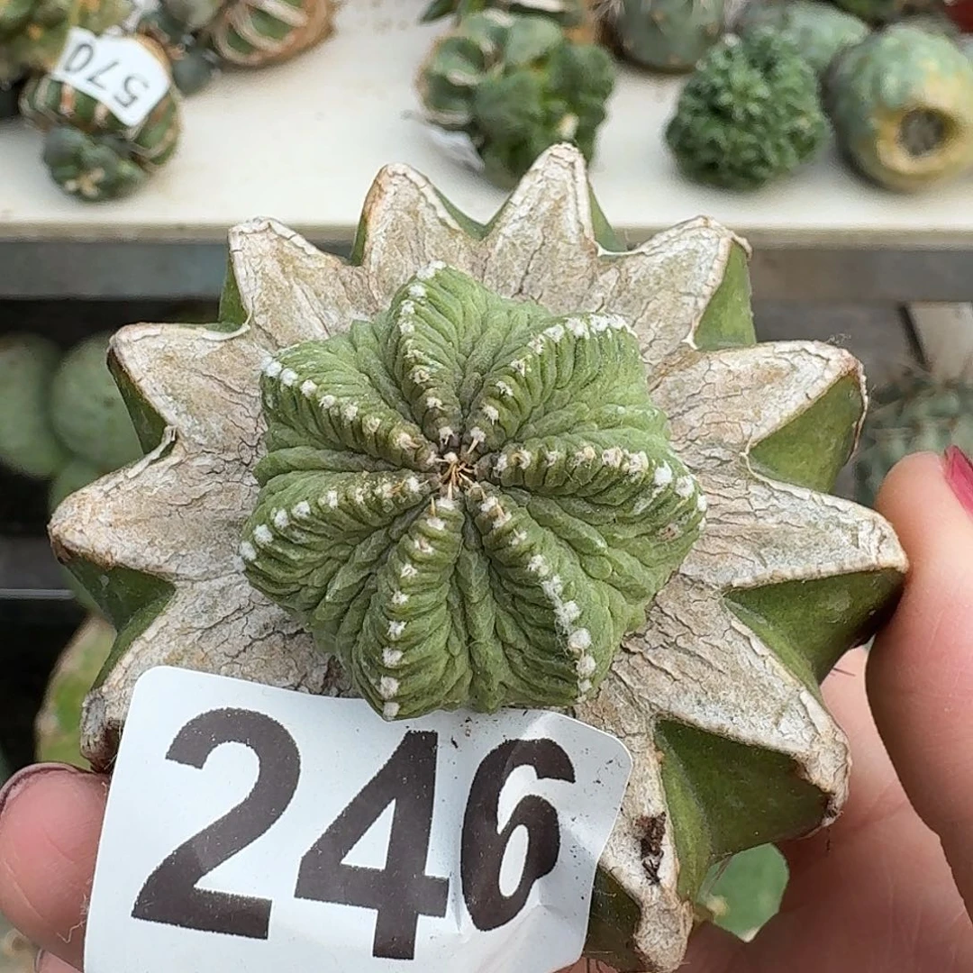 无花朵老花笼246牡丹