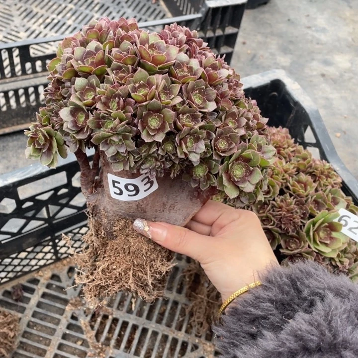 多肉的鱼也可以是你喜欢