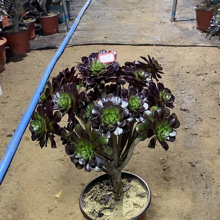 39，黑法师145678899999