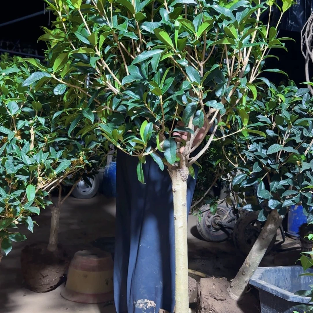 今***旺无花朵桂花。八月桂系列
