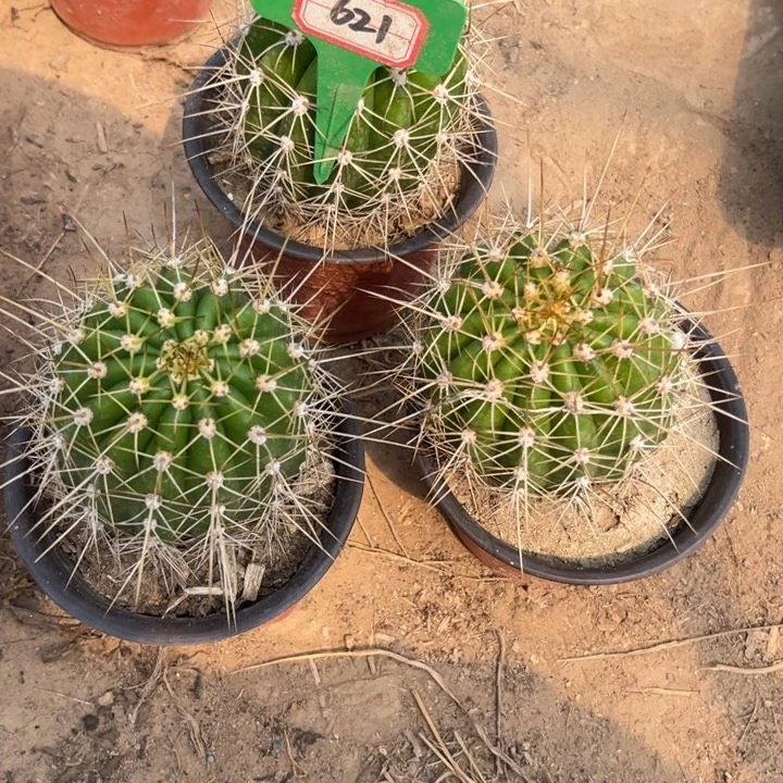一***缘621，毛花柱清清粉黛3颗