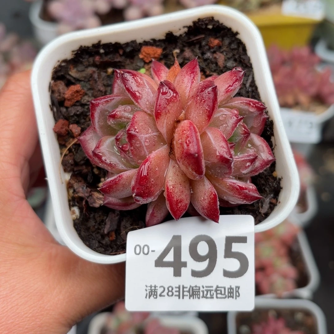 黑武士双头多肉多肉