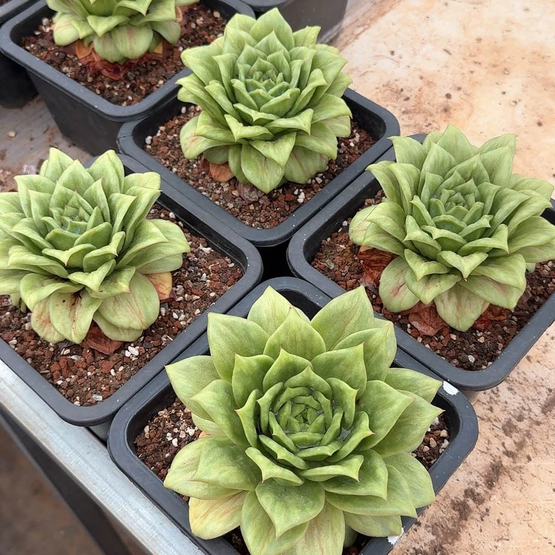 蔷薇玛利锦单头15公分