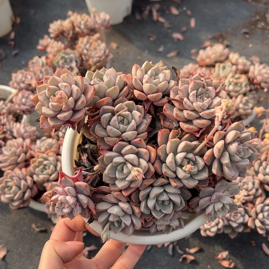 红粉佳人多肉植物