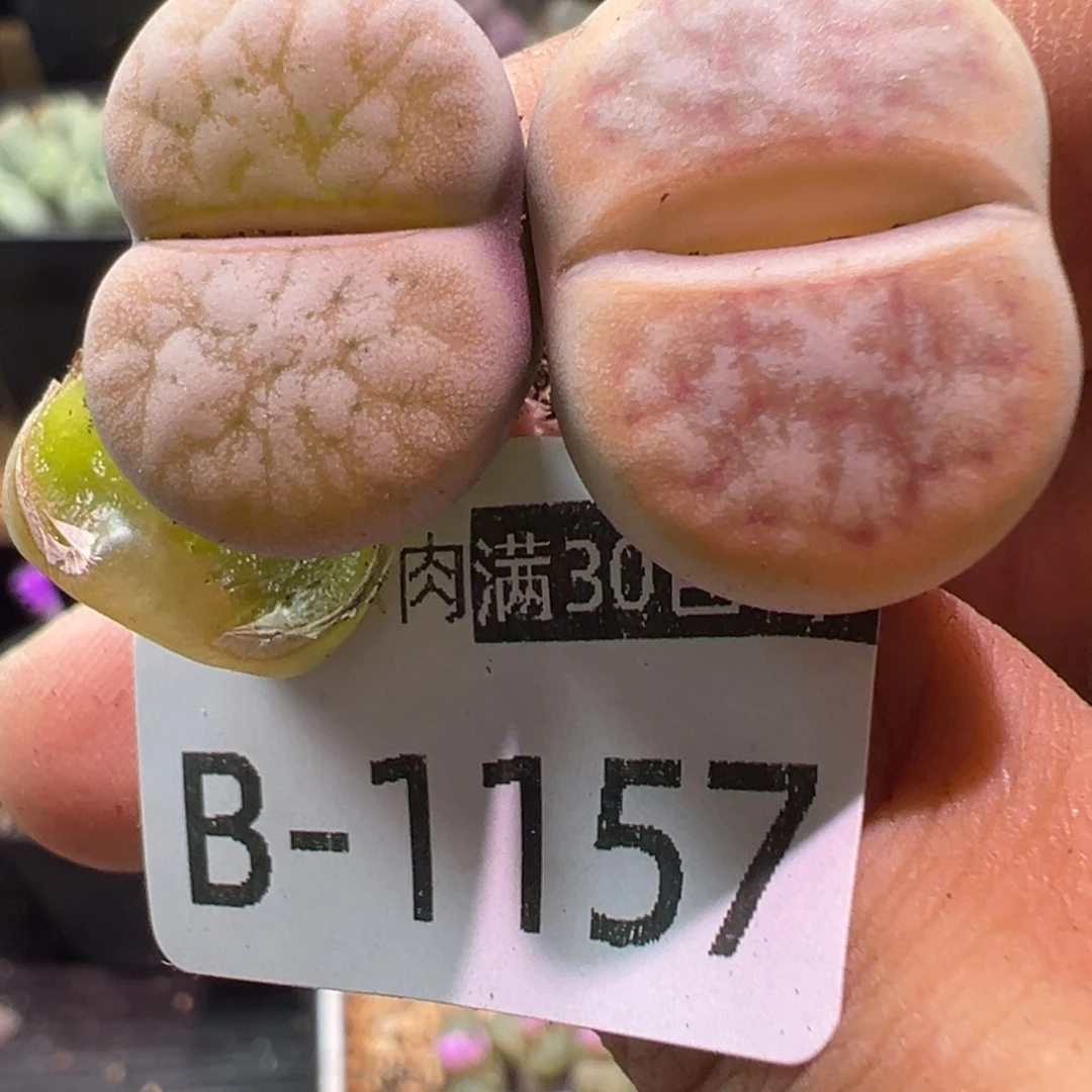 多肉植物1111111111111