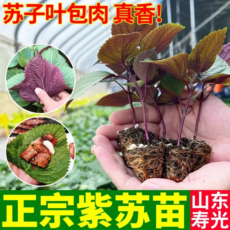 正宗双色可食用紫苏苗秧山东寿光苏子苗穴盘带土球阳台盆栽易种植