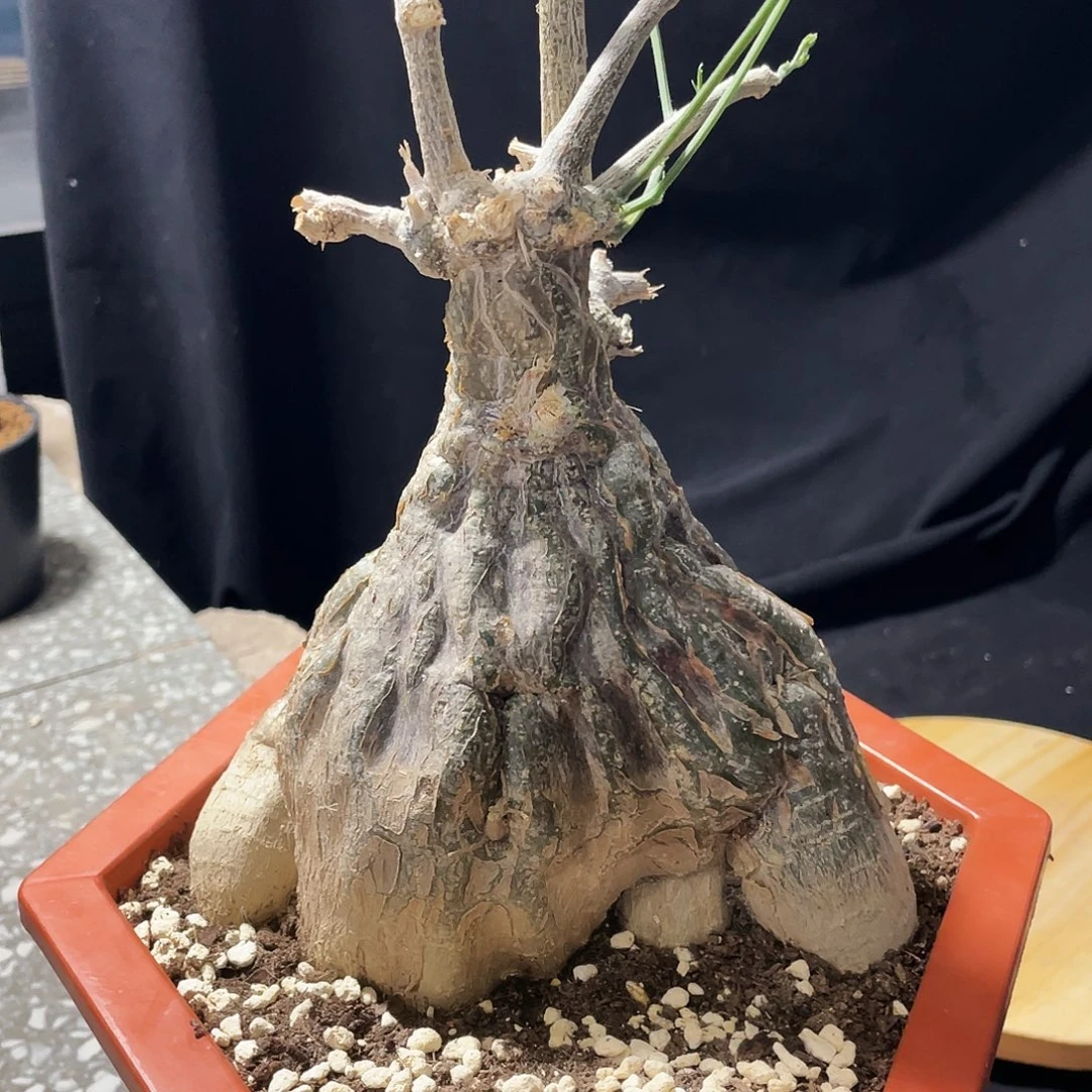 沙漠苦瓜666666666666