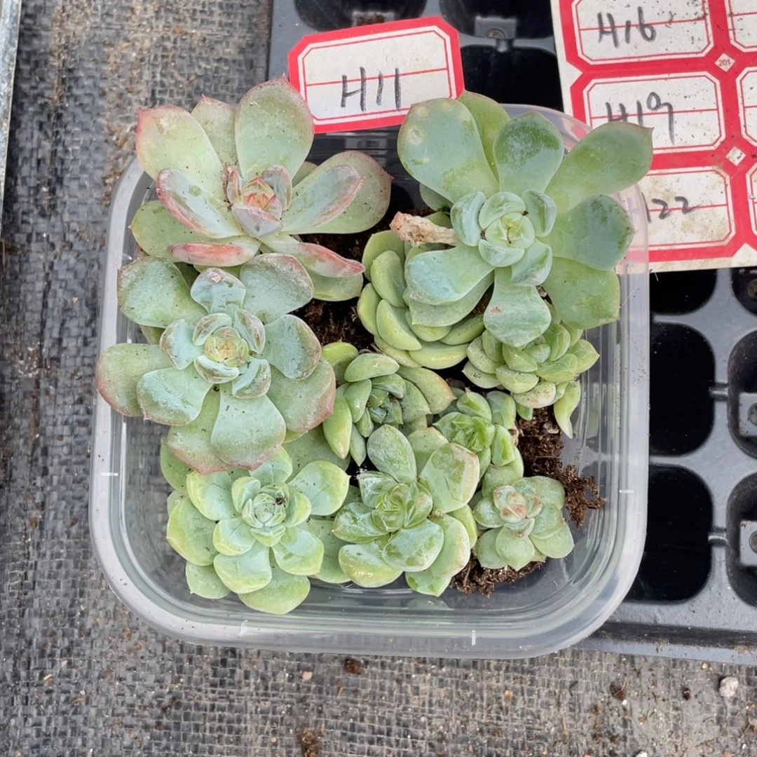h11号福利切糕一份包邮